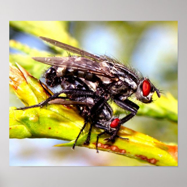Affiches Mouches (Devant)
