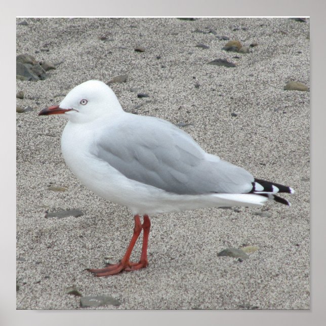 Affiches Mouette (Devant)