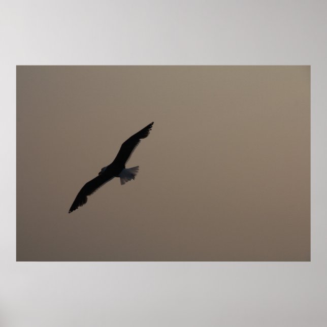Affiches Mouette (Devant)