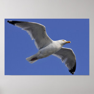 Affiches Mouette de hareng fermé à la mouche