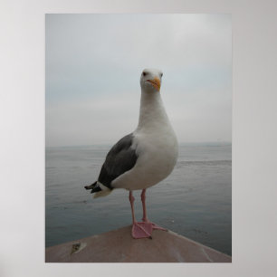 Affiches Mouette de sourire