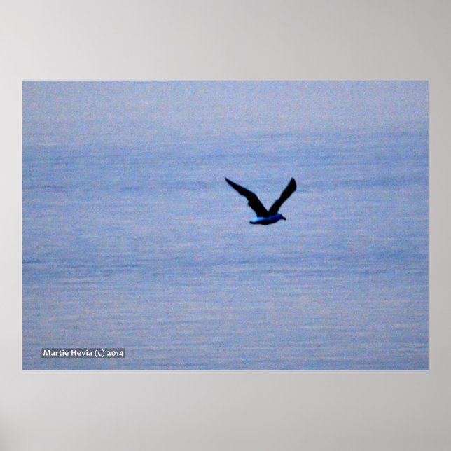 Affiches Mouette en bleu (Devant)