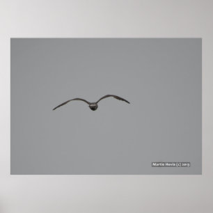 Affiches Mouette en vol