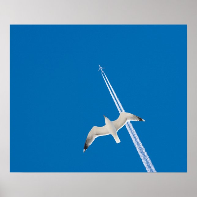 Affiches Mouette et avion (Devant)