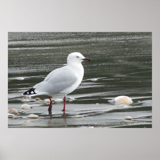 Affiches Mouette et coquilles en mer (Devant)