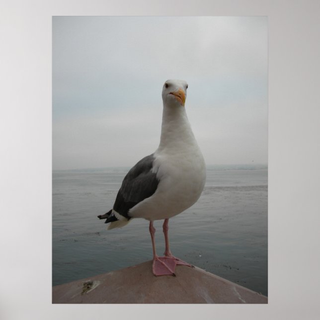 Affiches Mouette souriante (Devant)