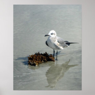 Affiches Mouette sur la plage avec algues