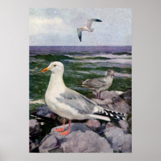 Affiches Mouettes à hareng sur le rivage rocheux