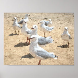 Affiches Mouettes En Bord De Mer