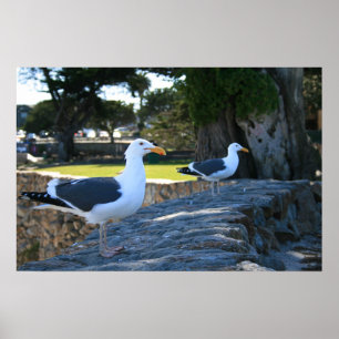 Affiches Mouettes, Monterey
