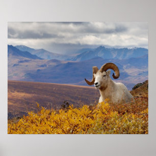 Affiches mouflon de Dall, Ovis dalli, bélier