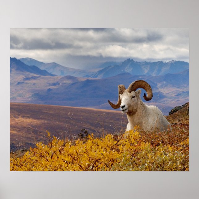 Affiches mouflon de Dall, Ovis dalli, bélier (Devant)