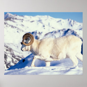 Affiches mouflon de Dall, Ovis dalli, bélier à cornes recou