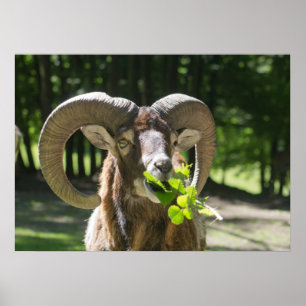 Affiches Mouflon Ram
