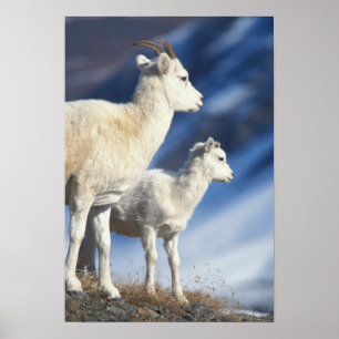 Affiches mouflons de Dall, Ovis dalli, brebis et agneau