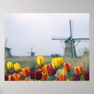 Affiches Moulins à vent et tulipes le long du canal à