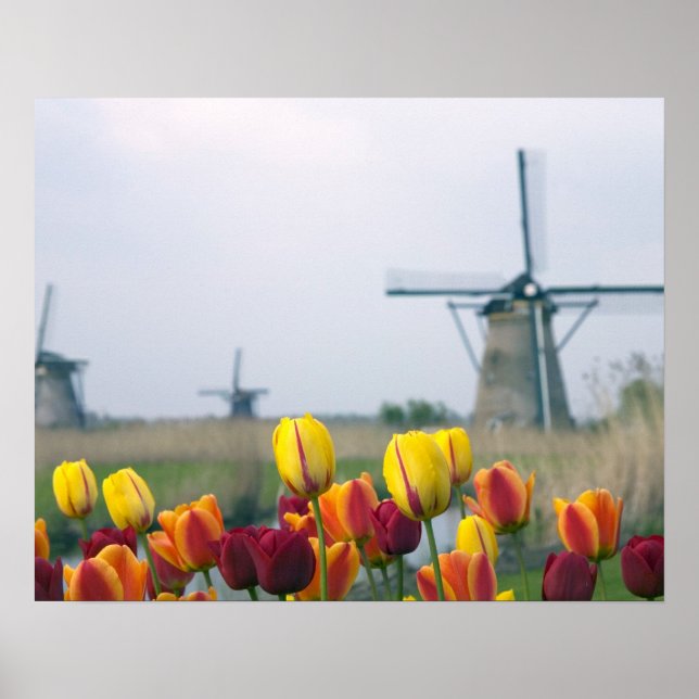 Affiches Moulins à vent et tulipes le long du canal à (Devant)