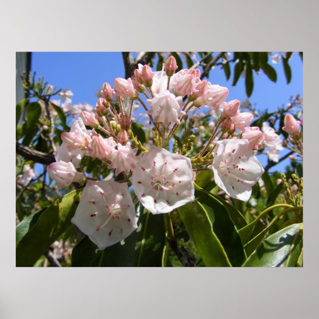 Affiches Mountain Laurel 46 ~ imprimer (Devant)