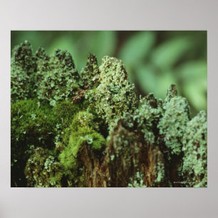 Affiches Mousse verte