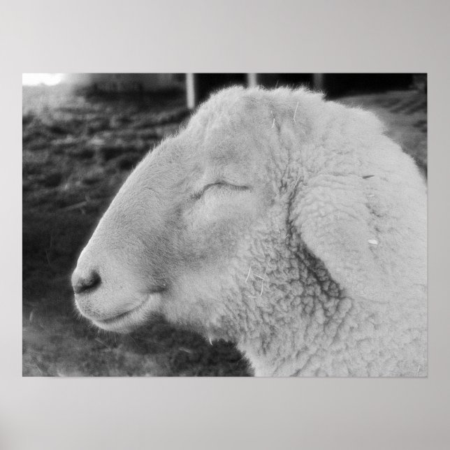 Affiches Mouton (Devant)