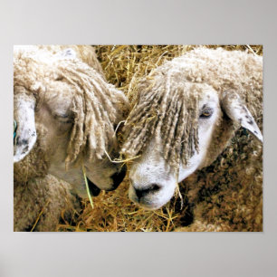 AFFICHES MOUTON