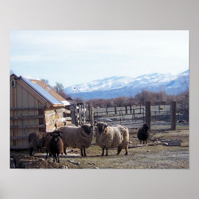 Affiches Mouton (Devant)