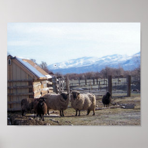 Affiches Mouton