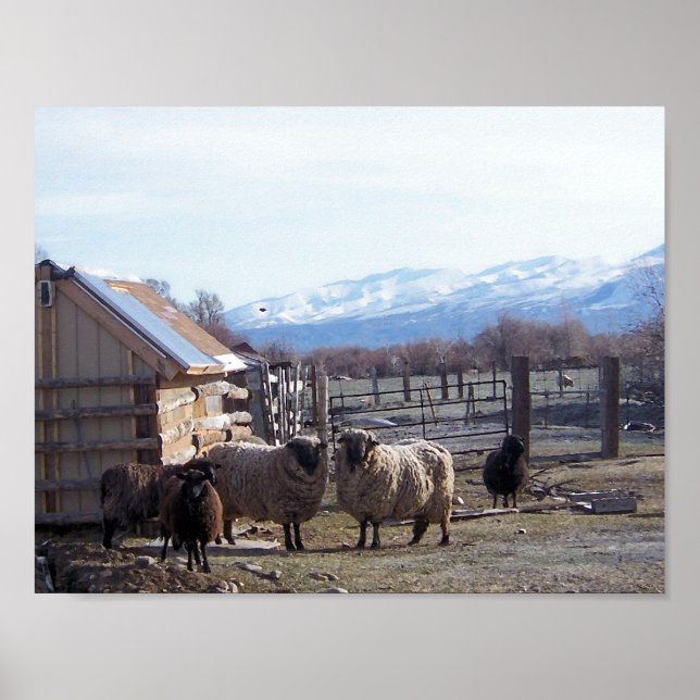 Affiches Mouton (Devant)