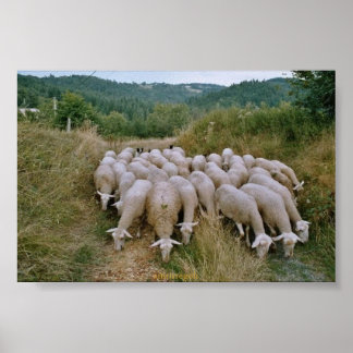 Affiches mouton