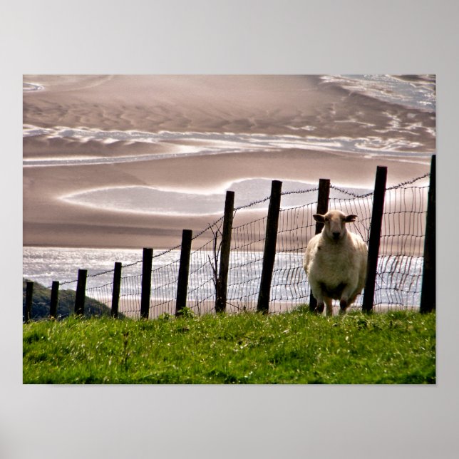 AFFICHES MOUTON (Devant)