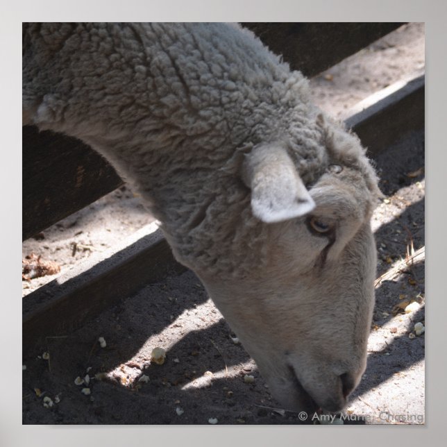 Affiches mouton mangeant du popcorn (Devant)