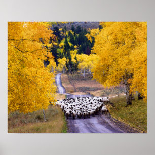 Affiches Mouton sur Country Road