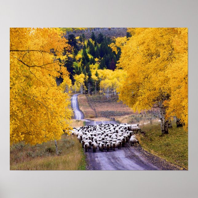 Affiches Mouton sur Country Road (Devant)