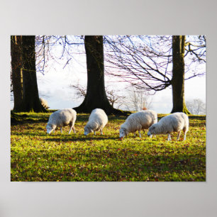 Affiches Moutons au soleil d'hiver