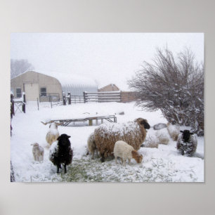 Affiches Moutons dans la neige d'avril