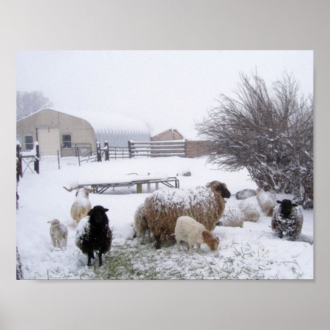 Affiches Moutons dans la neige d'avril (Devant)