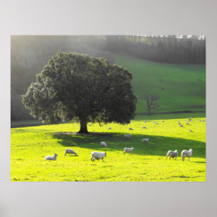 Affiches Moutons dans le soleil de matin