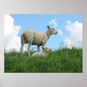 Affiches Moutons de mère et sa copie d'affiche de photo