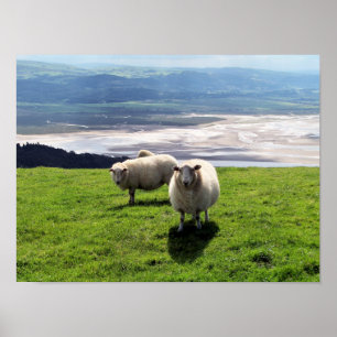 AFFICHES MOUTONS DE MONTAGNE