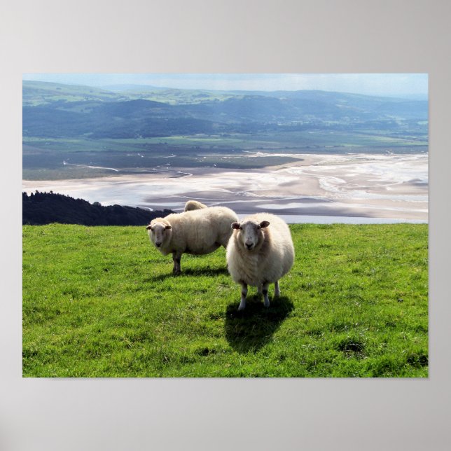 AFFICHES MOUTONS DE MONTAGNE (Devant)