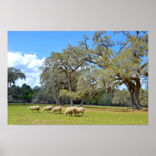 Affiches Moutons paissant à Middleton Place, Caroline du Su
