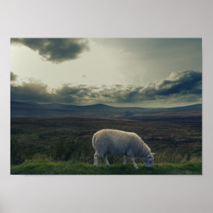 Affiches Moutons/paysage de l'Irlande