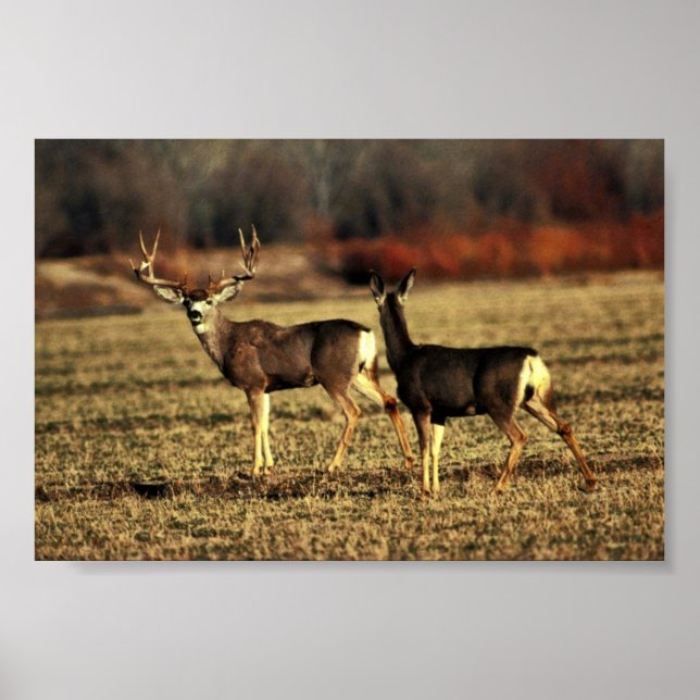Affiches Mule Deer (Devant)