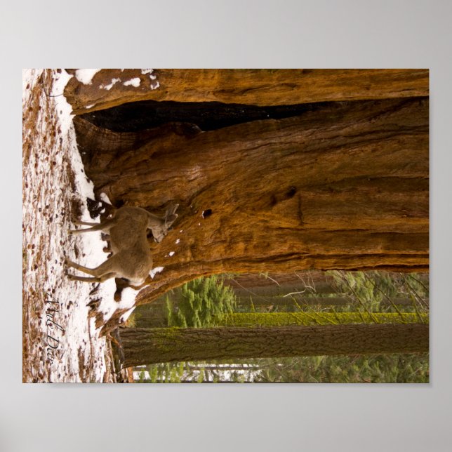 Affiches Mule Deer (Devant)