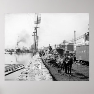 Affiches Mule Teams on the Levee, Nouvelle-Orléans : 1903