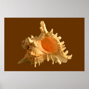 Affiches Murex Ramous