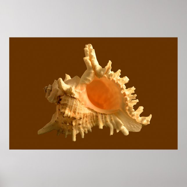 Affiches Murex Ramous (Devant)