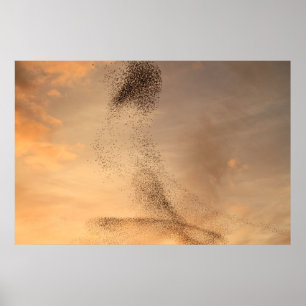 Affiches Murmuration de copie d'étourneau