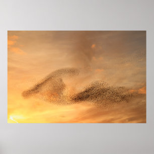 Affiches Murmuration de Starling Print