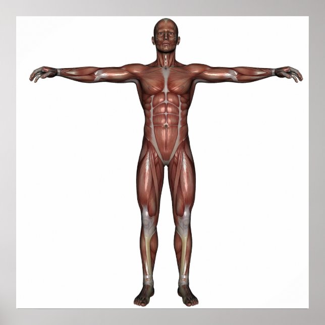 Affiches Muscle de l'affiche (Devant)